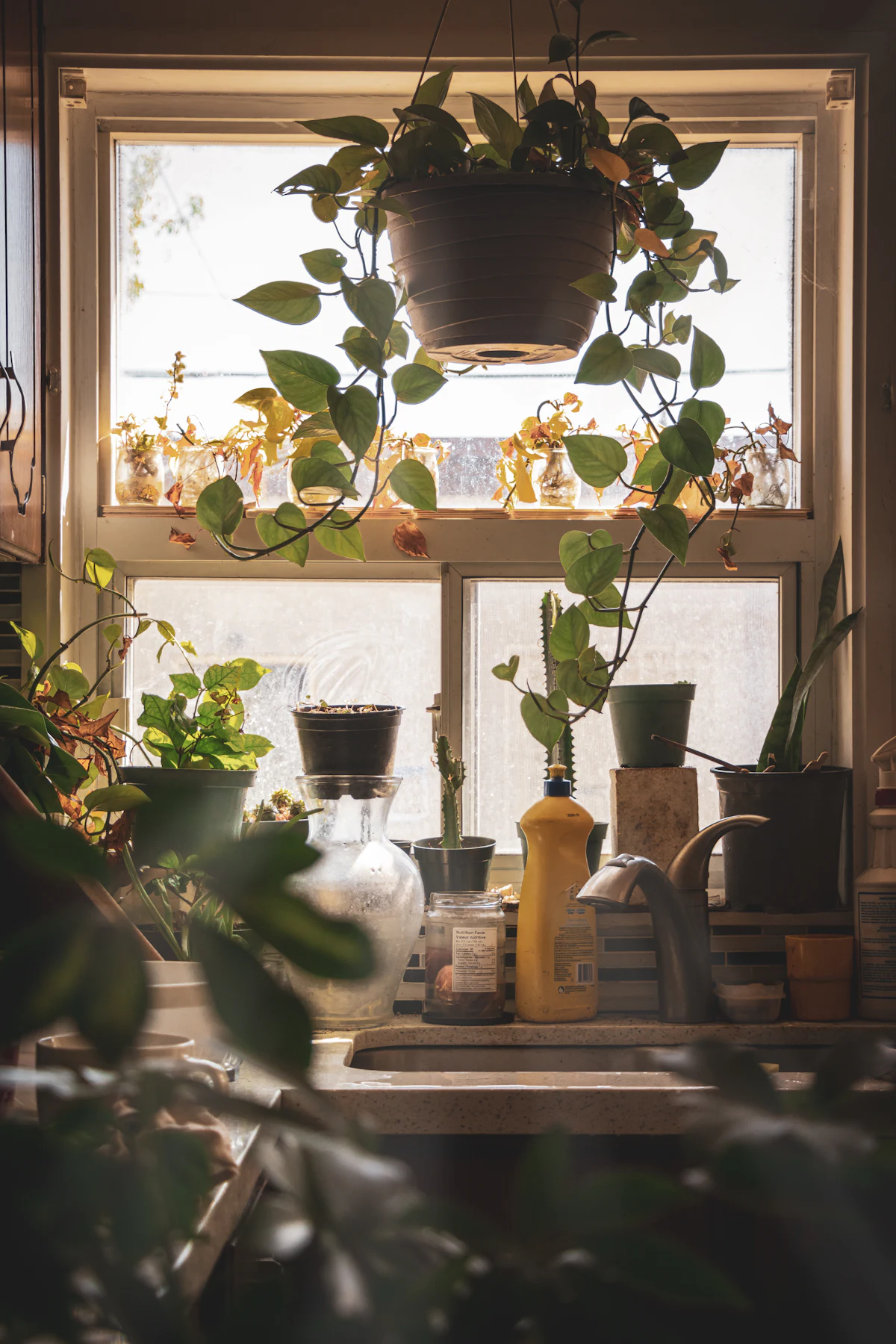 朝日の差し込む窓辺の植物